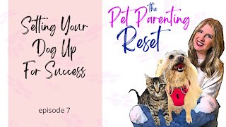 Setting Your Dog Up For Success | The Pet Parenting Reset, episode 7