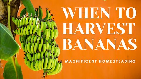 When to Harvest Bananas