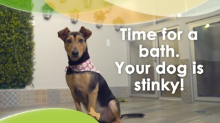 Time for a bath. Your dog is stinky!