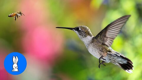 ULTIMATE Hummingbird Compilation - BE AMAZED