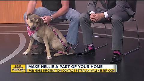 Pet of the week: Nellie is a 10-month-old hound mix who loves rides in the car