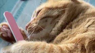Feline falls in love with owner's nail file