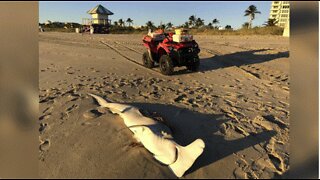 Dead hammerhead shark washes up on Delray Beach
