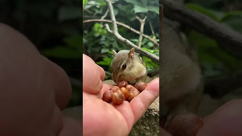 Cutie squirrel eating peanut