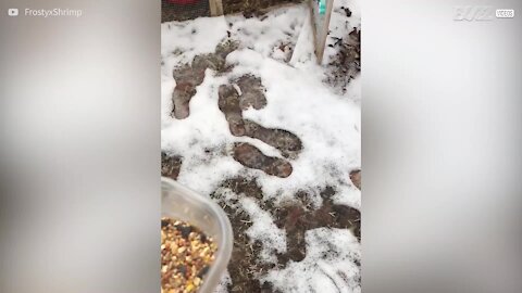Des poulets refusent de marcher dans la neige
