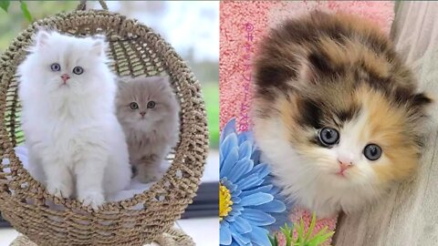 Baby Cats - Cute and Funny cat videos Cute puppies & funny dog compilations #4@MILKYWAY'S CREATURES