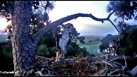 Flight of The Great Horned Owl-Slo-Motion 🦉 09/19/23 06:58