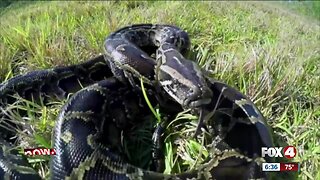Florida Fish and Wildlife holds youth python hunting program