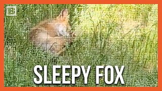 Sleepy Fox Takes a Nap in Virginia Resident's Backyard