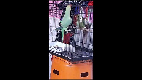 parrot masti