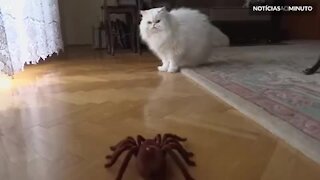 Gato se assusta com aranha robô!