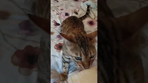 Arguing with my Bengal 😾