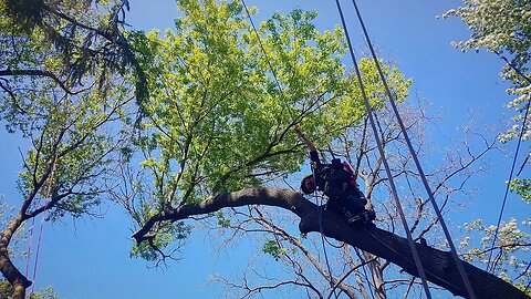 Tree On a Crazy Lean: Double Rope SRT with the Bulldog Bone