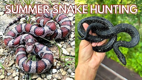 Summer snake flipping in Tennessee! Herping 2023!
