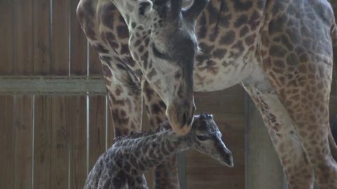 Giraffe birth at Brevard Zoo
