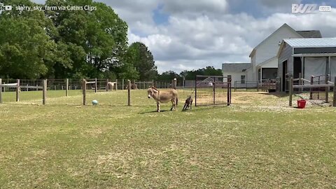 Cette jeune ânesse est aussi rapide qu'un cheval !