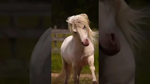 Pony stallion Snezha is very cool🥰 (please get this viral) #shorts #subscribe #viral #cute