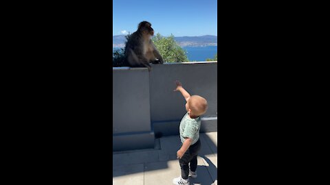 Monkey lunges at Toddler
