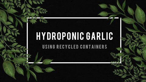 Hydroponic Garlic Indoors Vol 1