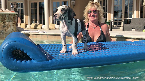 Great Dane puppy enjoys his first ride on pool floatie