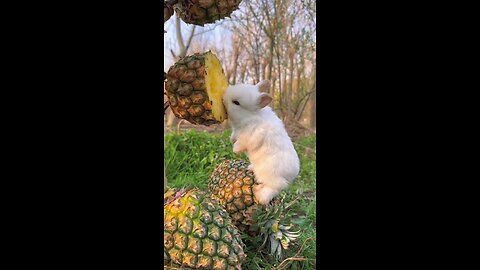 baby rabbit eat pineapple 😎