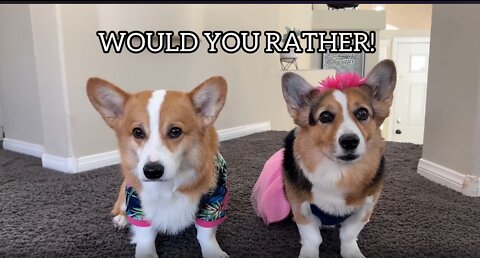 Dogs Play "Would You Rather"