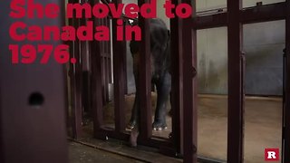 Meet the National Zoo's mama elephant | Rare Animals