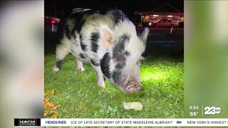 Oregon officers use snacks to lure pig to safety