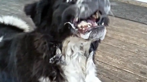 Drool Monster!! Watch If You Dare!!