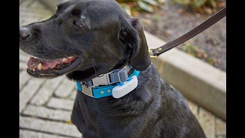 Top 10 Gps Trackers for Dogs 2023