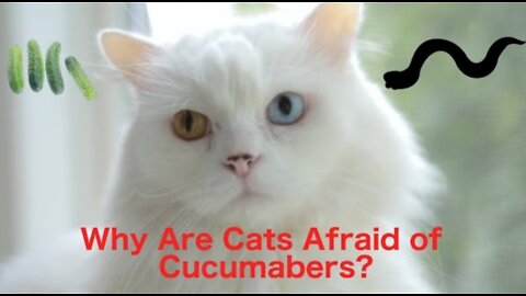 Cats and Cucumbers