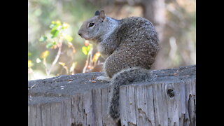 Wildlife Bros Episode 7 Rock Squirrel