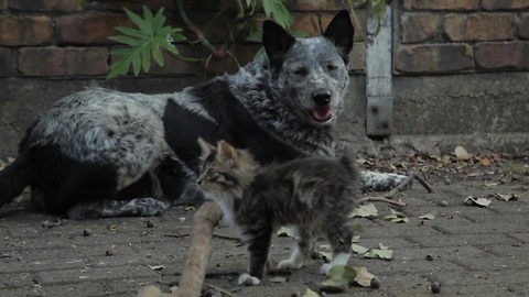 Cattle dog befriends adorable disabled kitten