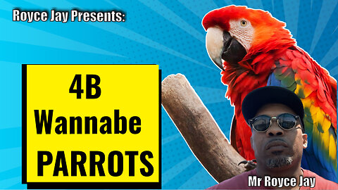 Royce Jay Presents: "4B-Wannabe"- The Latest Parrot Squawk for Attention in the US