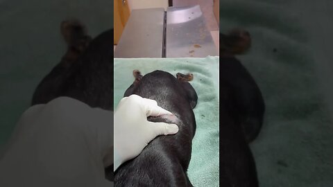 Popping a cyst on a dog’s back. #pimplepopping #veterinarian #cystpopping #pimplepopper