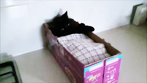 Luna my cute kitten loves boxes