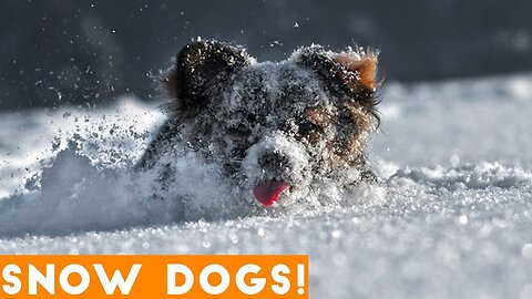 Snowdog 2023 - Awsome DoggyFlying Ears - Thrown inFreshSoft Deep Snow