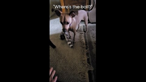 Asking My Chihuahua Bluto: Where's The Ball?