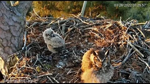 Mom Leaves To Keep Watch Over The Nest 🦉 3/26/22 07:29