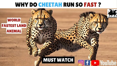 Why Do Cheetah Run So Fast? | World Fastest Land Animal | What's Behind Cheetah Speed | Wildlife