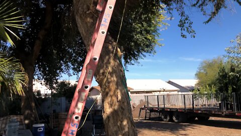 Open air hive in tall tree