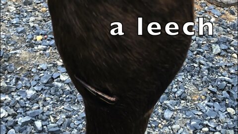 Easy way to remove a leech from a rescue horse. At the end week 1 review of horse's condition.