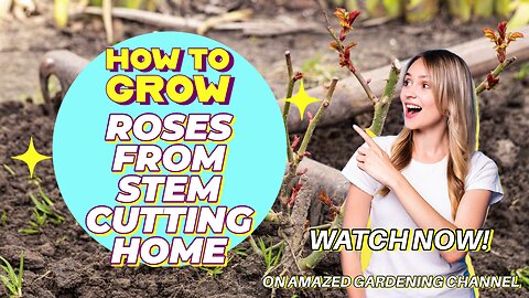 How To Grow Rose Plant From Cuttings I Grow Roses From Stem Cutting I Roses Cutting Idea I #Amazed