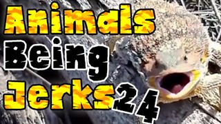 Animals Being Jerks #24