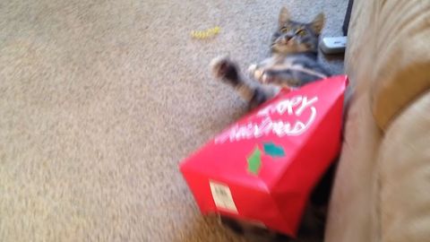 Cat Regrets Opening Christmas Present Early