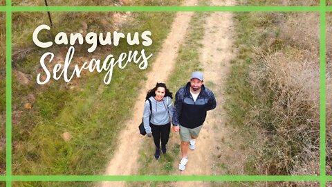 Fomos procurar CANGURUS e quase voltamos a PÉ pra casa!| NOSSO FLIX AUSTRÁLIA