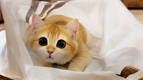 🐈 Kittens are Played With 🛍️Packages🤣