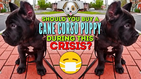 Getting a Cane Corso Puppy During The Quarantine?