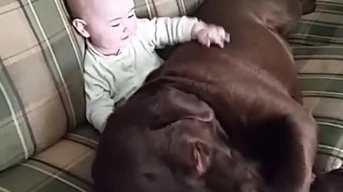 Dog and baby share precious moment together