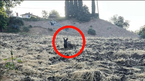 The girl thought she saw a coyote on the hill, but it turned out not to be so